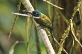 Purplish Jacamar