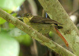 Rufous-tailed Foliage-Gleaner