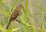 Chestnut-throated Seedeater