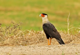 Crested Caracara