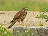 Harriss Hawk