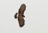 Snail Kite