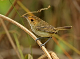 Tawny-crowned Pygmy-Tyrant