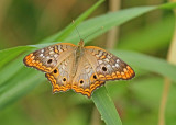 Anartia jatrophae