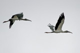 Wood Stork