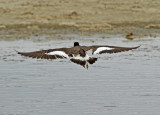 American Oystercatcher