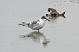 South American Tern