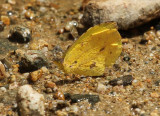 Eurema xantochlora