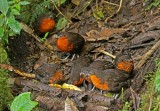 Dark-backed Wood-Quail