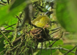 Olivaceous Piha