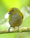 Orange-bellied Euphonia