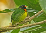 Orange-breasted Fruiteater