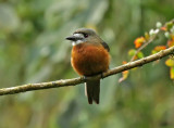 White-faced Nunbird