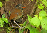 Yellow-breasted Antpitta