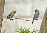 Band-tailed Seedeater