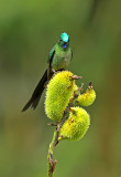 Long-tailed Sylph