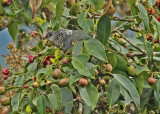 White-capped Parrot