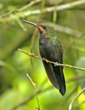 Black-throated Brilliant