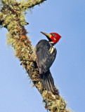 Crimson-crested Woodpecker