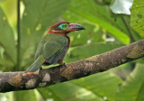 Golden-collared Toucanet