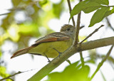Great crested Flycatcher