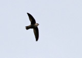 Chimney Swift