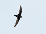 White-tipped Swift