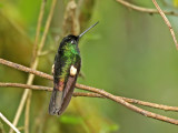 Buff-winged Starfrontlet