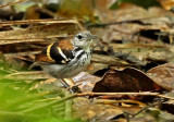 Banded Antbird