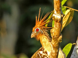 Hoatzin