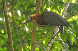 Rufescent Tiger-Heron