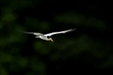 Yellow-billed Tern