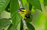 Yellow-browed Tody-Flycatcher