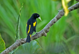 Yellow-rumped Cacique