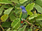 Blue-headed Parrot