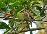 Chestnut-capped Puffbird