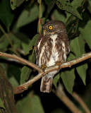 Ferruginous Pygmy-Owl