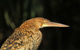 Rufescent Tiger-Heron