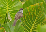 Short-crested Flycatcher