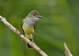 Short-crested Flycatcher