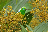 Blue-naped Chlorophonia