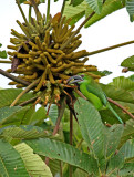 Chestnut-tipped Toucanet