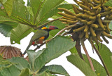 Golden-collared Toucanet