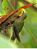 White-tipped Sicklebill