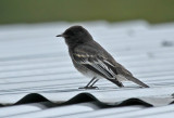 Black Phoebe