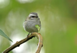 White-banded Tyrannulet