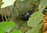 Dot-winged Antwren