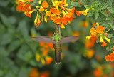 Speckled Hummingbird