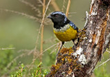 Buff-breasted Mountain-Tanager