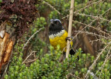 Buff-breasted Mountain-Tanager